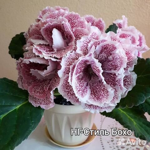 Сортовые глоксинии