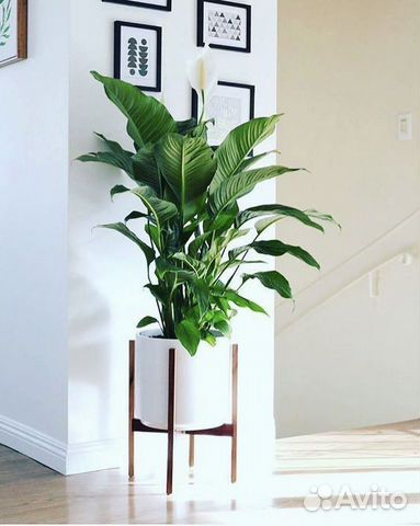 Спатифиллум свит лауретта 24d H100