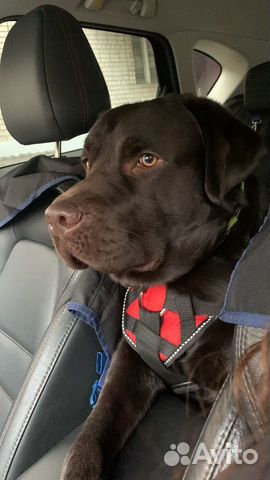 Лабрадор кобель РКФ для вязки