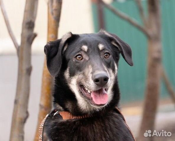 Скромный Ламар в добрые руки