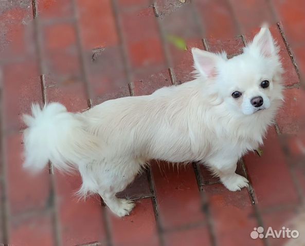 Щенки чихуахуа- красивые как папа