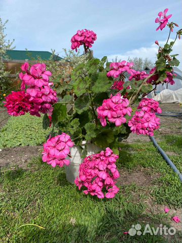 Пеларгония герань