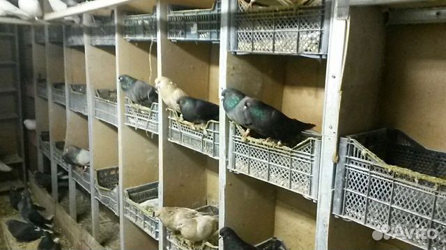 Продам породистых голубей разных пород купить на Зозу.ру - фотография № 3