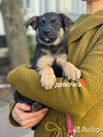 Щенки - метисы Босерона