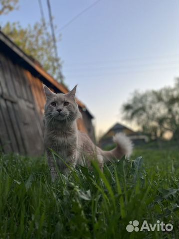 Вязка мейн-кун