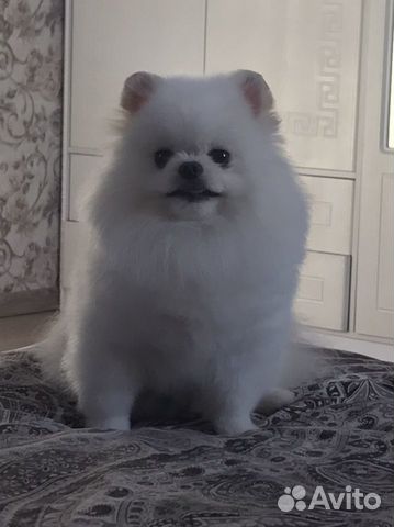 Померанский шпиц мини вязка