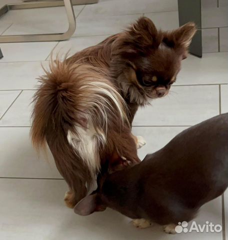 Вязка чихуахуа