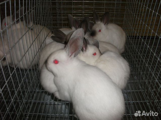 Кролики калифорнийские мясные скороспелые купить на Зозу.ру - фотография № 1