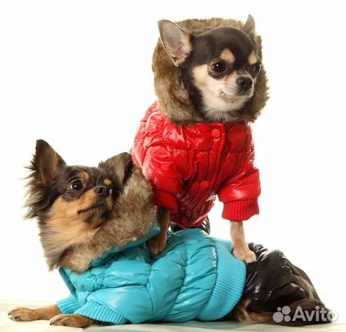 Зимняя одежда для собак купить на Зозу.ру - фотография № 2