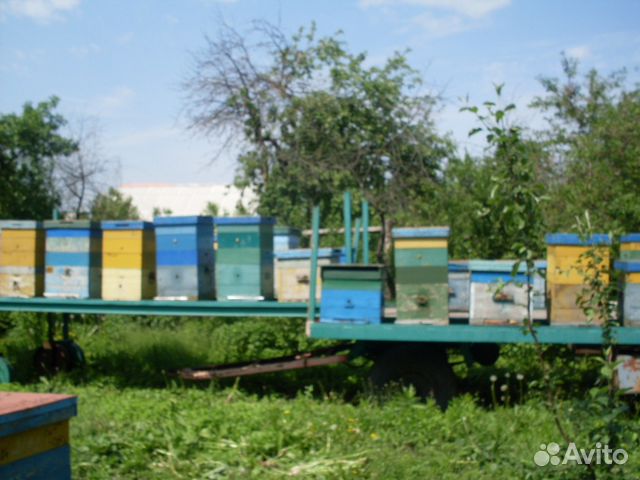 Продам пчелопакеты И пчелосемьи купить на Зозу.ру - фотография № 1