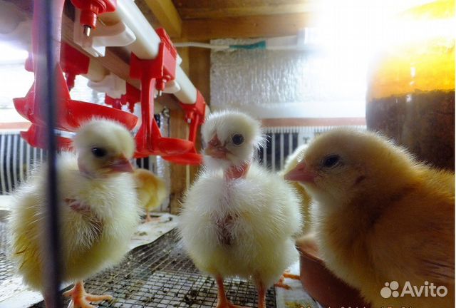 Цыплята Голошейка и Редбро (Франция) купить на Зозу.ру - фотография № 6