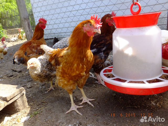 Цыплята Голошейка и Редбро (Франция) купить на Зозу.ру - фотография № 2