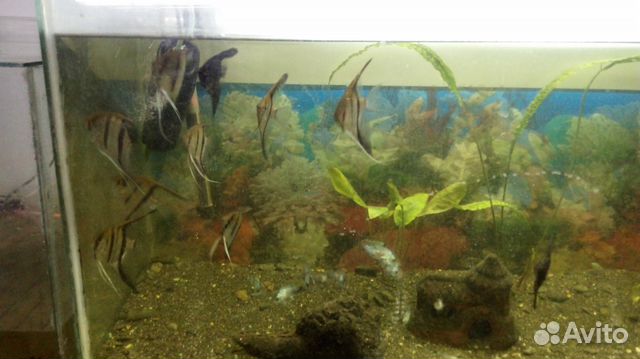 Декоративные рыбки для аквариумов и бассейнов купить на Зозу.ру - фотография № 3