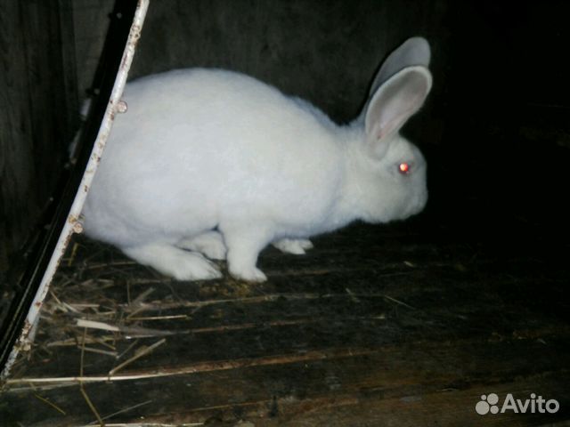Домашнее мясо кролика купить на Зозу.ру - фотография № 4