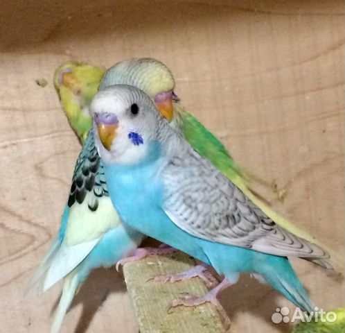 Молодые Волнистые попугайчики