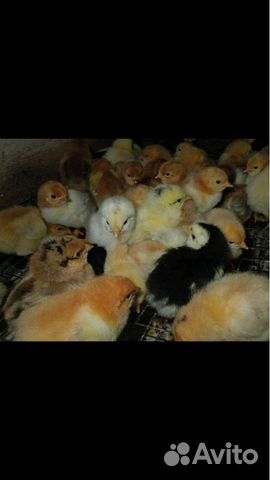 Цыплята купить на Зозу.ру - фотография № 8