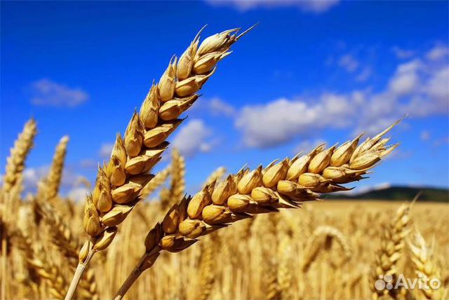 Зерно, сено, свежий урожай, доставка купить на Зозу.ру - фотография № 1