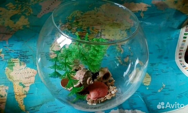 Продам круглый аквариум,новый,3 литра с ракушкаи купить на Зозу.ру - фотография № 1