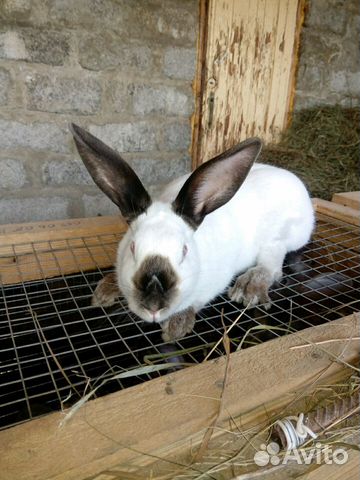 Кролик кролики мясо кролика купить на Зозу.ру - фотография № 2