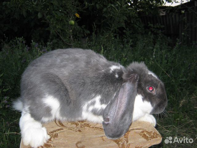 Кролики французские бараны, калифорнийцы чистокров купить на Зозу.ру - фотография № 3