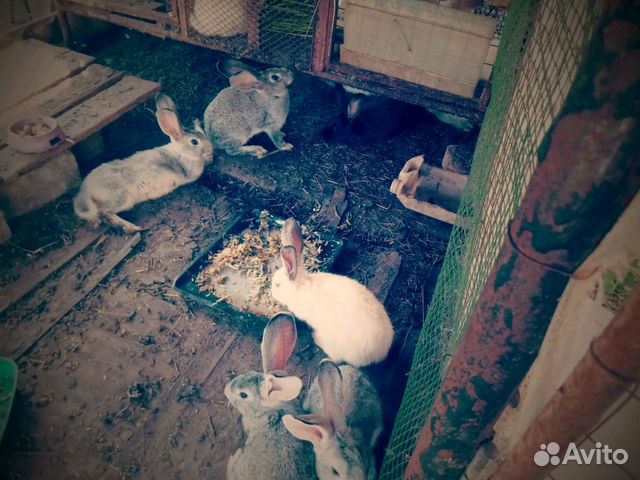 Продам кроликов, 2х месячных, 3х месячппных.Взросл купить на Зозу.ру - фотография № 2