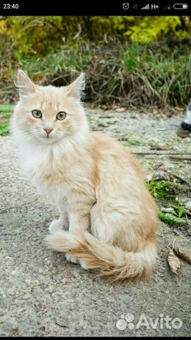 Шикарный персиковый котик в дар купить на Зозу.ру - фотография № 1