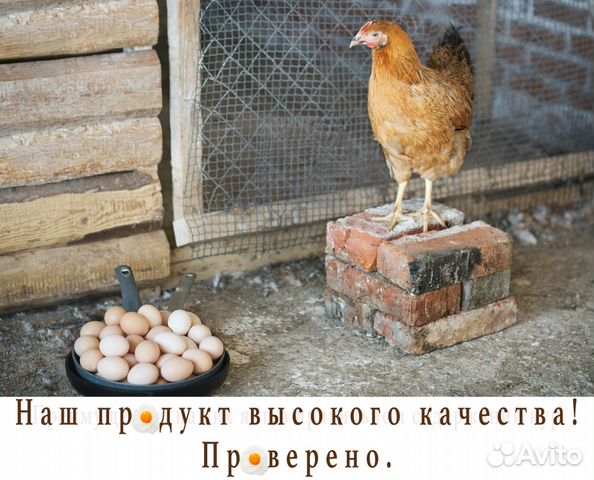 Яйцо инкубационное купить на Зозу.ру - фотография № 6