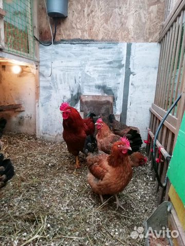 Инкубационное яйцо, Суточные цыплята Кучинская Юби купить на Зозу.ру - фотография № 2