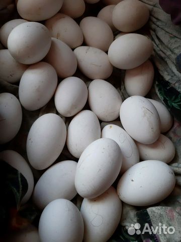 Яйца гусиные инкубационные Линда