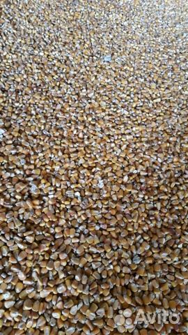 Кукуруза 30 тонн купить на Зозу.ру - фотография № 2
