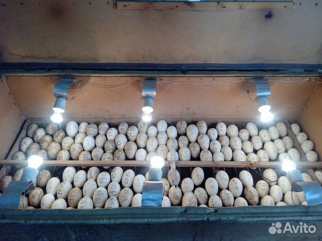 Яйцо гусиное на инкубацию купить на Зозу.ру - фотография № 1