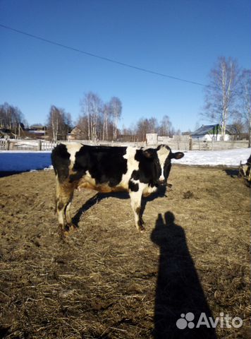 Продаются: корова с теленком купить на Зозу.ру - фотография № 3