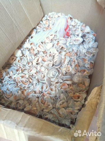 Shell