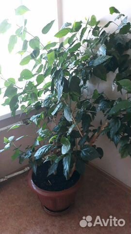 Цветок китайская роза большой, средний. Простая ро