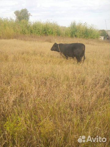 Продам корову первотелка три теленка купить на Зозу.ру - фотография № 2