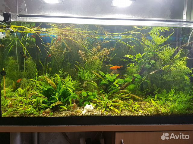 Растения живые для аквариума