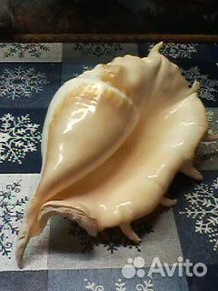 Океаническая раковина. Океаническая раковина.