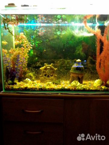 Продам аквариум 170литров вместе с рыбками и всем купить на Зозу.ру - фотография № 2