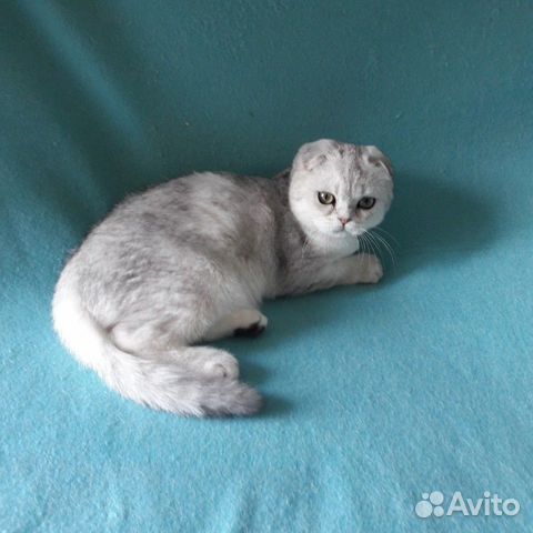 Котенок Вислоухий Питомник Москва Купить