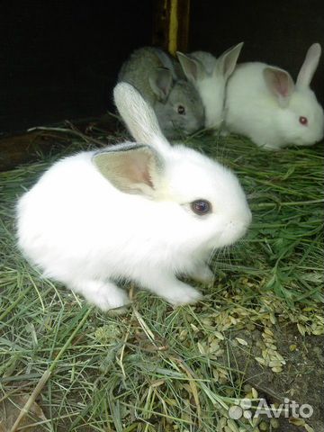 Продам крольчат, и мясо кролика купить на Зозу.ру - фотография № 5