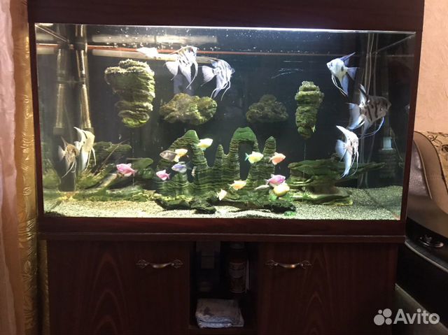 Продаю аквариум с рыбками купить на Зозу.ру - фотография № 2