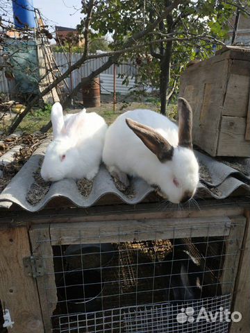 Кролики самцы купить на Зозу.ру - фотография № 1
