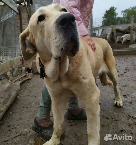 Собака Ветта ищет семью купить на Зозу.ру - фотография № 2