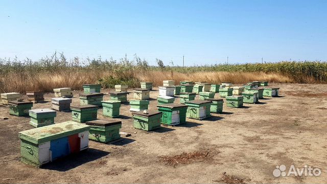 Пчелопасека купить на Зозу.ру - фотография № 2