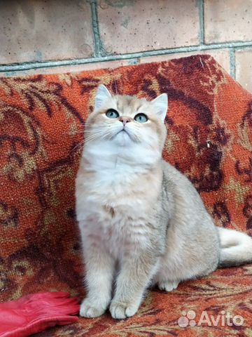 Британский кот