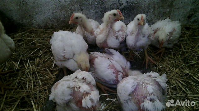 Бройлеры цыплята купить на Зозу.ру - фотография № 1
