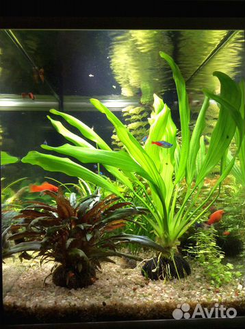 Вабикусы - питательные для аквариумных растений купить на Зозу.ру - фотография № 1