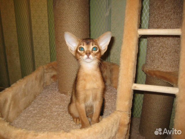 Абиссинская Кошка Купить В Минске