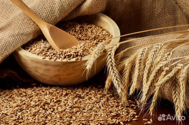 Ячмень, пшеница, овёс - урожая 2019г купить на Зозу.ру - фотография № 1