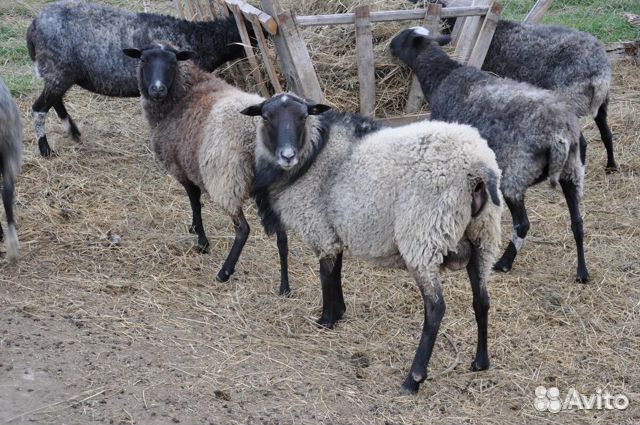 Продаются овца, кролики, гуси купить на Зозу.ру - фотография № 1